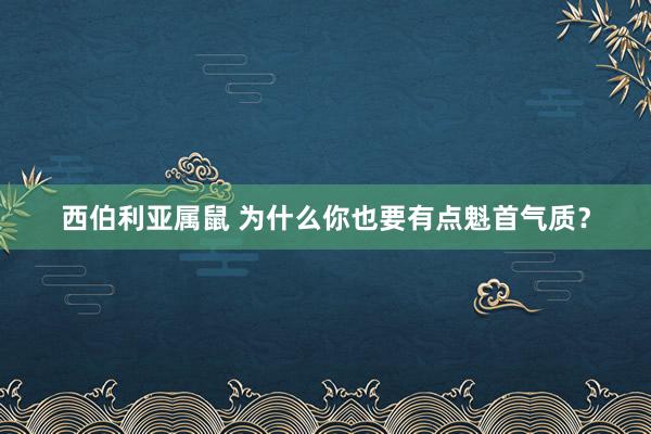 西伯利亚属鼠 为什么你也要有点魁首气质？